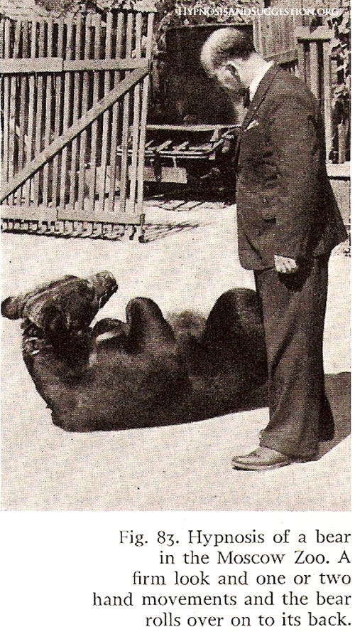 Hipnosis en gallinas: ¿Por qué se quedan quietas si dibujas una línea en el suelo?