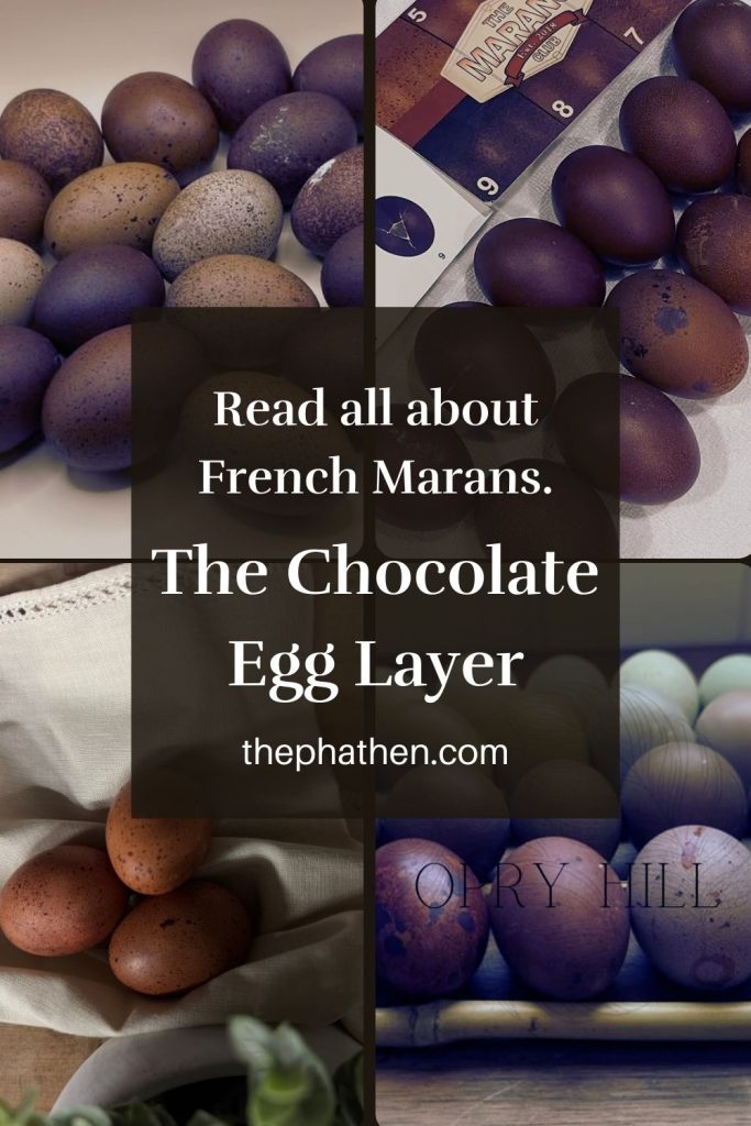 Huevos color chocolate (Marans): Genética del pigmento y cómo no perderlo en los cruces