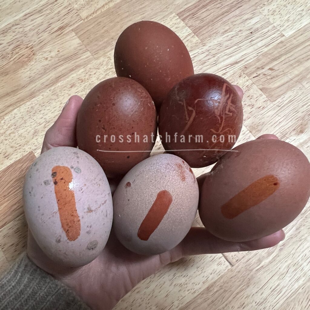 Huevos color chocolate (Marans): Genética del pigmento y cómo no perderlo en los cruces