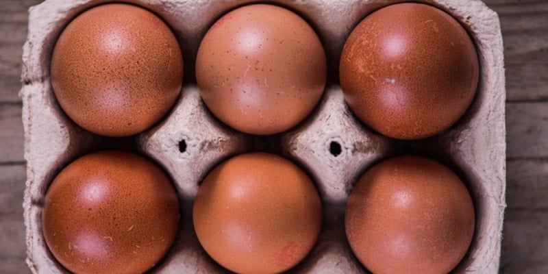 Huevos color chocolate (Marans): Genética del pigmento y cómo no perderlo en los cruces