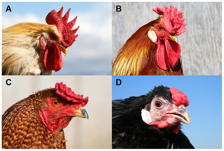 Genética avícola para principiantes: Dominante vs. Recesivo explicado fácil 7 Genetica. - Gallinas Mapuches