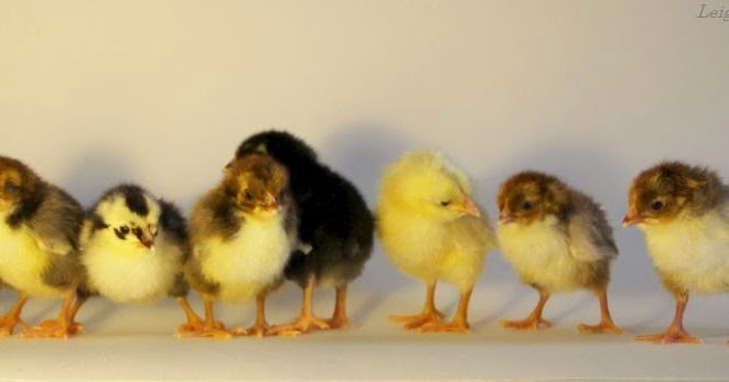 Incubación en Seco (Dry Incubation): ¿Es mejor usar menos agua para lograr más nacimientos? 8 Incubación en seco: ¿Es mejor utilizar menos agua para lograr más eclosiones?