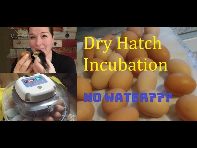 Incubación en Seco (Dry Incubation): ¿Es mejor usar menos agua para lograr más nacimientos? 6 Incubación en seco: ¿Es mejor utilizar menos agua para lograr más eclosiones?