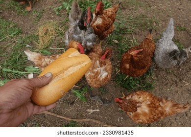 ¿Pueden las gallinas comer pan?