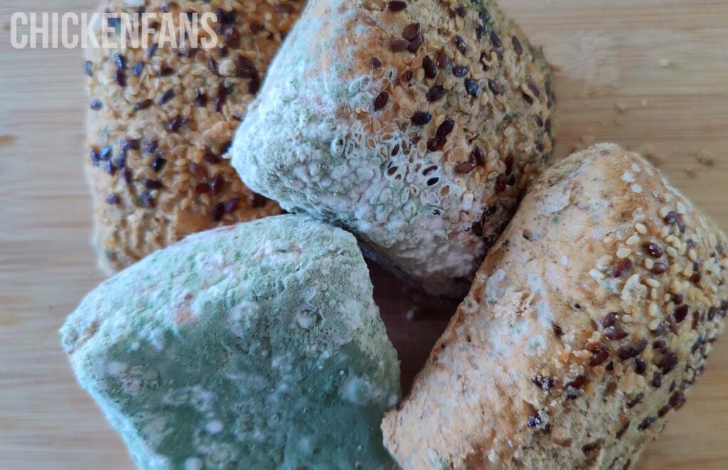 ¿Pueden las gallinas comer pan?