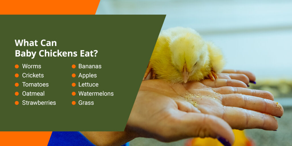 ¿Pueden las gallinas comer pan?