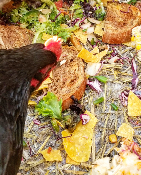 ¿Pueden las gallinas comer pan?