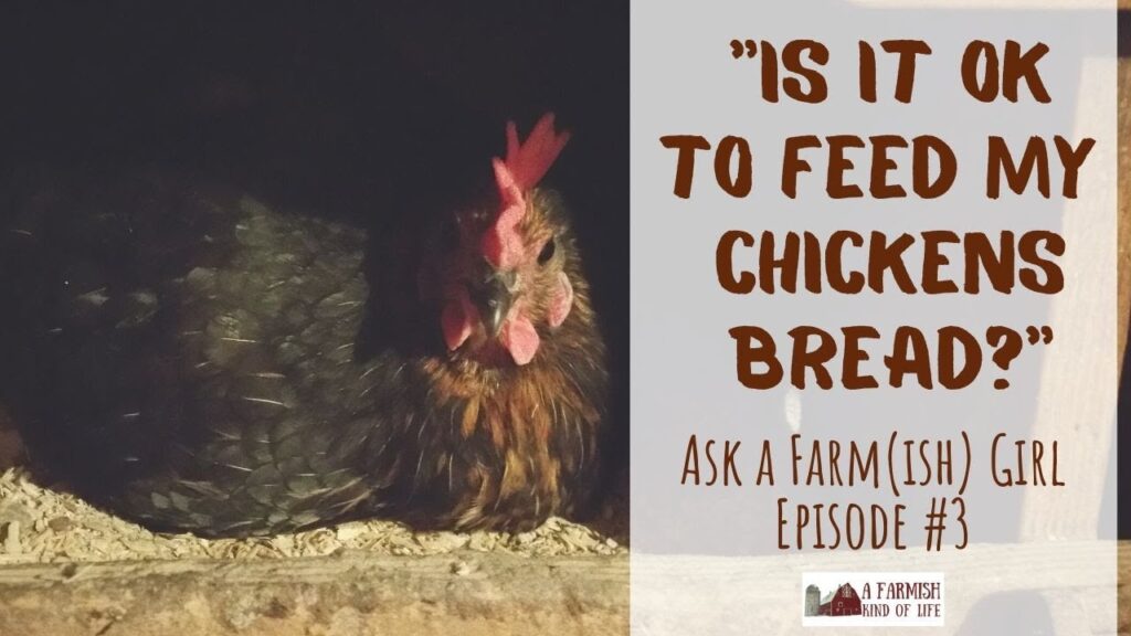 ¿Pueden las gallinas comer pan?