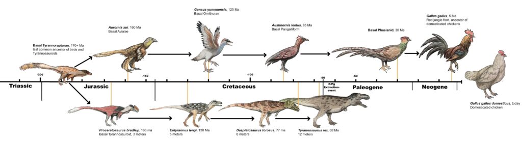 ¿Las gallinas son dinosaurios? La conexión genética entre tu gallina y el T-Rex 7 ¿Son las gallinas dinosaurios?