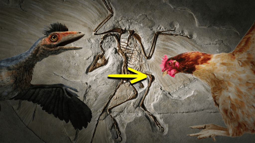 ¿Las gallinas son dinosaurios? La conexión genética entre tu gallina y el T-Rex 9 ¿Son las gallinas dinosaurios?