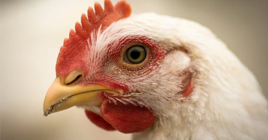 ¿Las gallinas tienen dientes?
