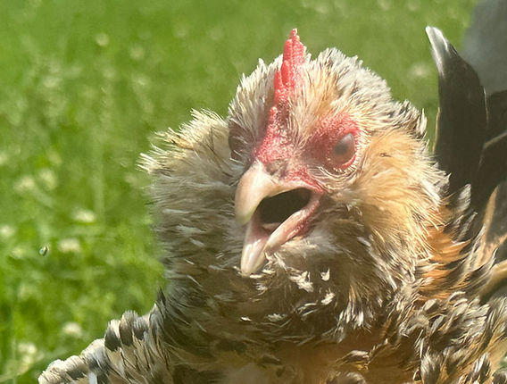 ¿Las gallinas tienen dientes?