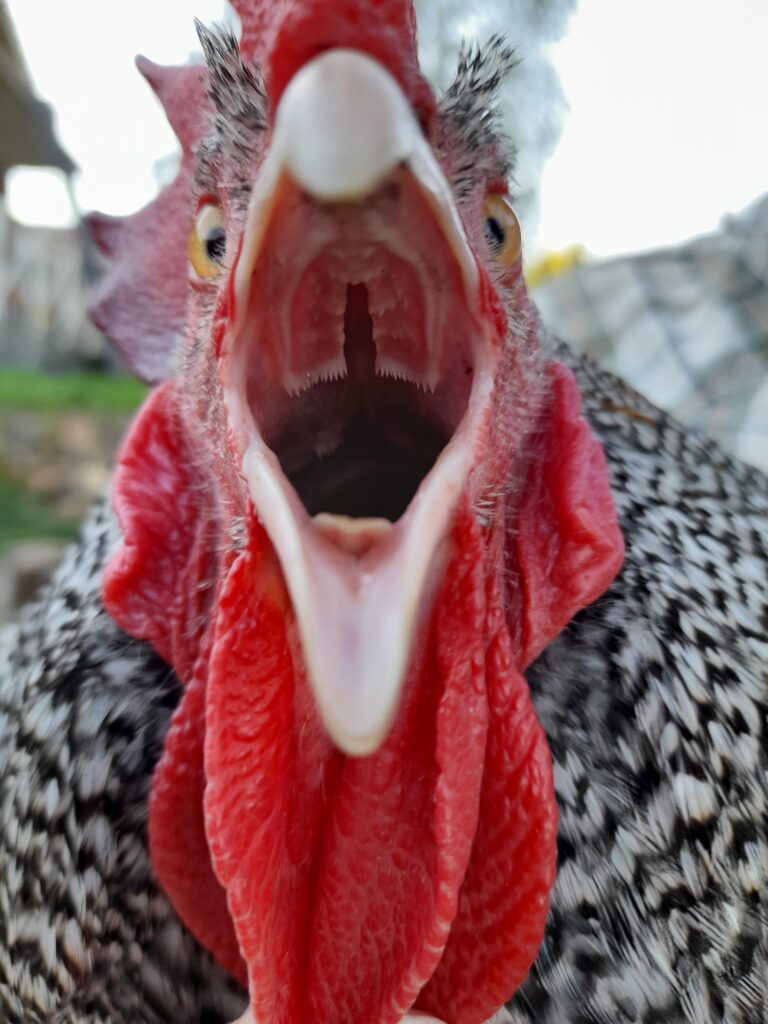 ¿Las gallinas tienen dientes?