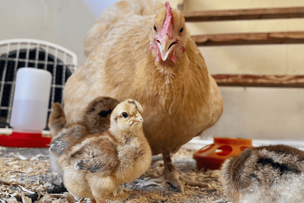 Las mejores madres: Qué razas se ponen melancólicas fácilmente para producir polluelos naturales