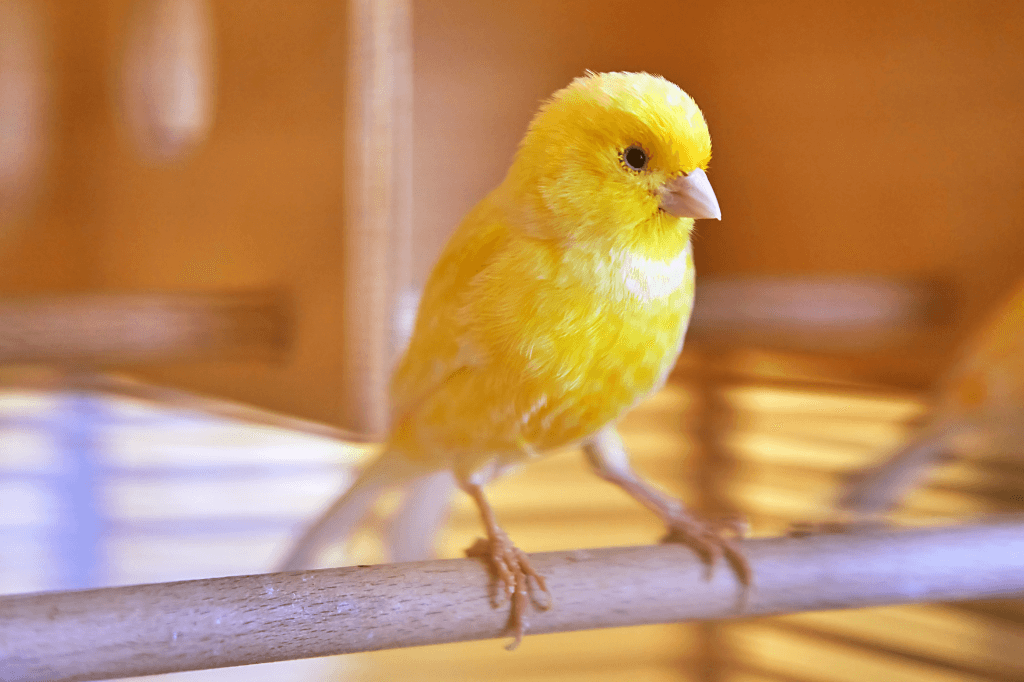 Las mejores razas para principiantes: Aves dóciles, resistentes y de fácil cuidado