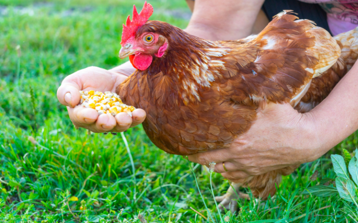 Maíz para gallinas: ¿Es mejor dárselo entero, partido o molido?