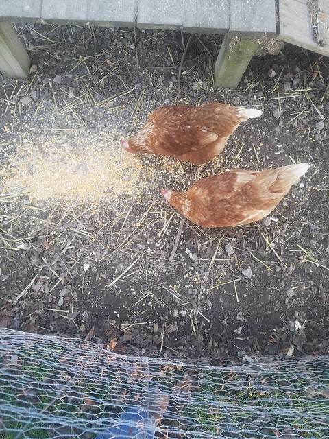 Maíz para gallinas: ¿Es mejor dárselo entero, partido o molido?