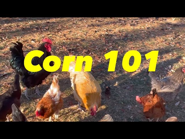 Maíz para gallinas: ¿Es mejor dárselo entero, partido o molido?