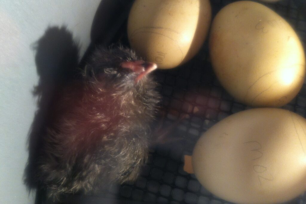 Malposiciones en el huevo: Por qué algunos polluelos no logran picotear la cámara de aire