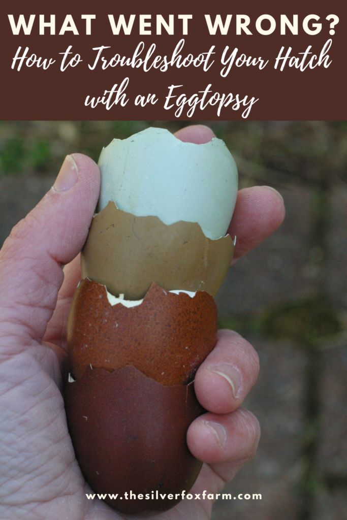 Malposiciones en el huevo: Por qué algunos polluelos no logran picotear la cámara de aire