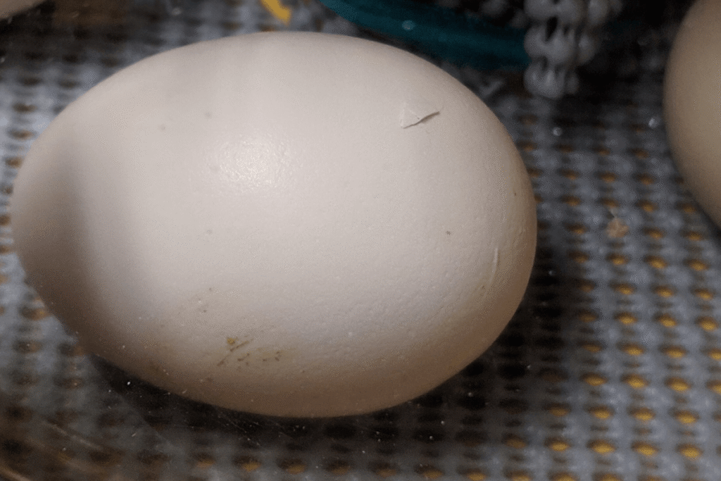 Malposiciones en el huevo: Por qué algunos polluelos no logran picotear la cámara de aire