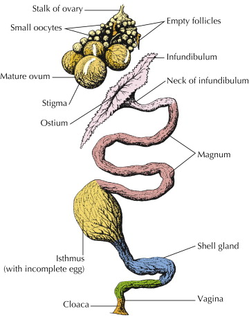 Malposiciones en el huevo: Por qué algunos polluelos no logran picotear la cámara de aire