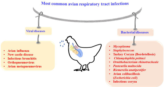 Moquillo o Coriza Infecciosa: Remedios naturales para los problemas respiratorios