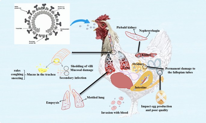 Moquillo o Coriza Infecciosa: Remedios naturales para los problemas respiratorios