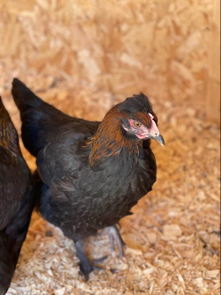 Olive Egger: Cómo conseguir gallinas que pongan huevos de olivo