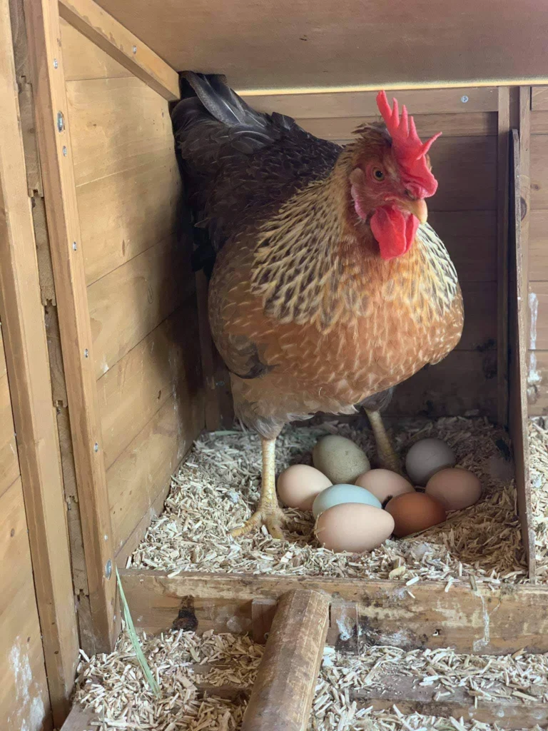 Olive Egger: Cómo conseguir gallinas que pongan huevos de olivo