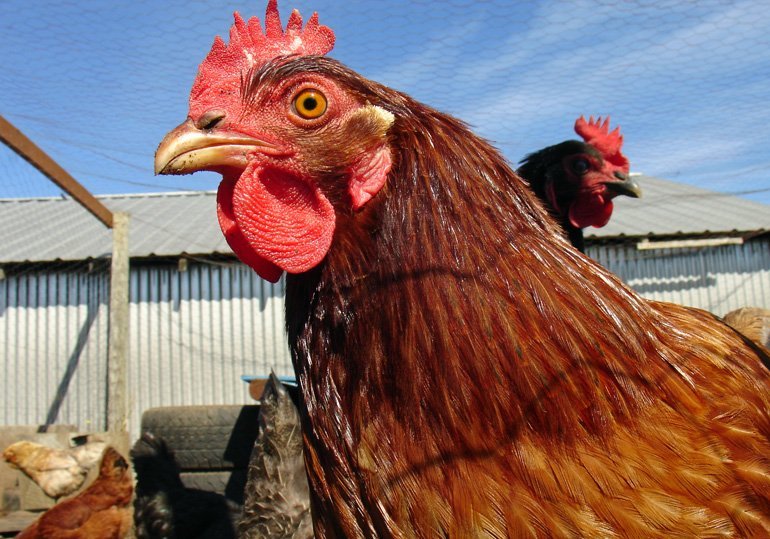 ¿Para qué se utiliza el peine de gallina?