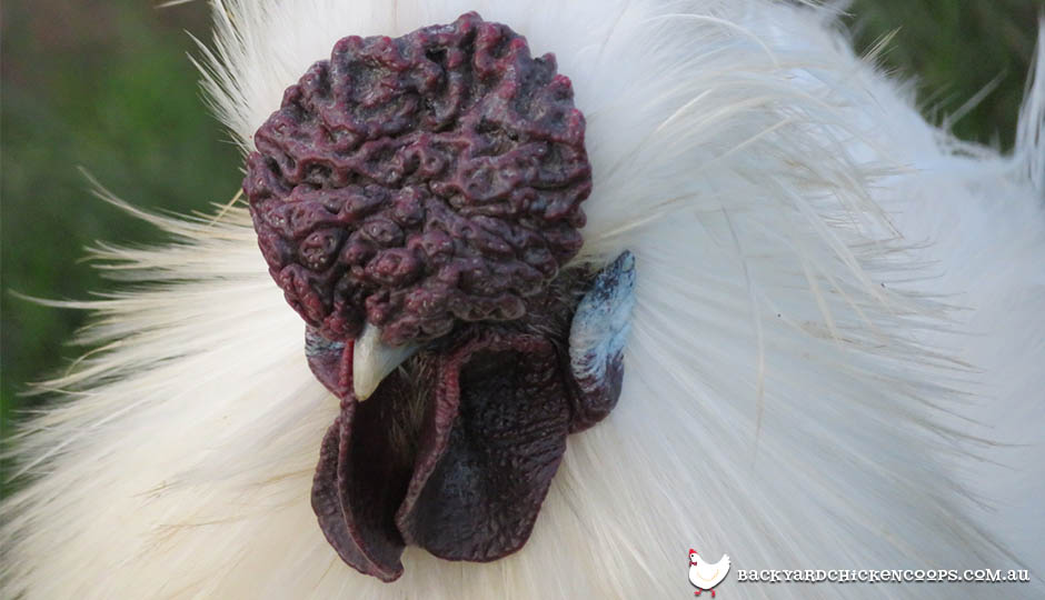 ¿Para qué se utiliza el peine de gallina?