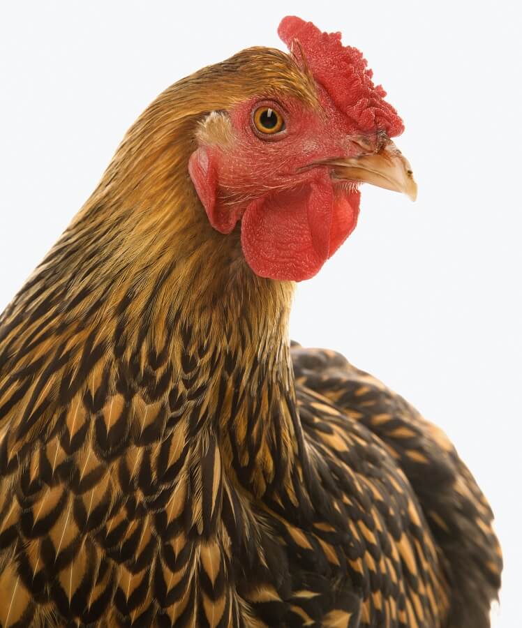 ¿Para qué se utiliza el peine de gallina?