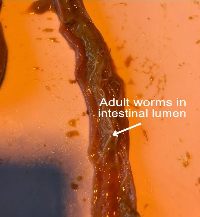 Parásitos internos en pollos (gusanos): Síntomas y calendario de desparasitación