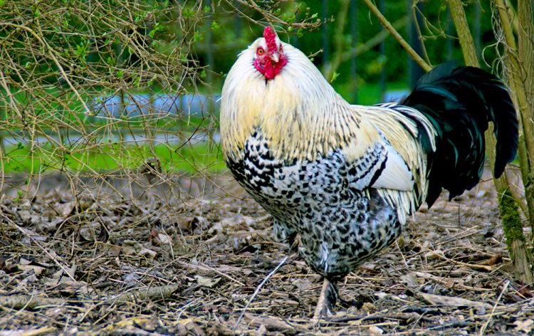 Patrones complejos: cómo lograr cordones y moteados en sus pollos