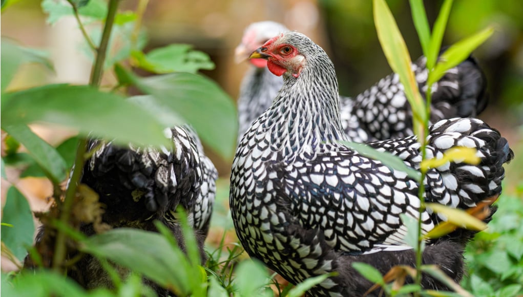 Patrones complejos: cómo lograr cordones y moteados en sus pollos