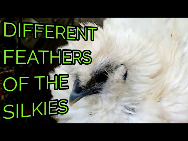 Plumas rizadas (Frizzle) y sedosas (Silkie): la genética detrás de las texturas extrañas