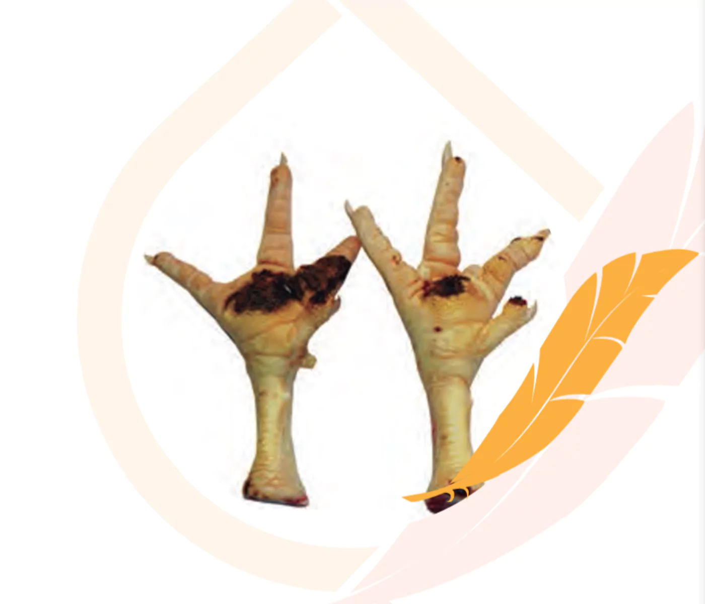 Manejo de la pododermatitis en pollos de engorde - aviNews, la revista global de avicultura