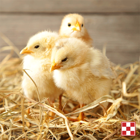 Pollitos recién nacidos en la incubadora: ¿Cuánto tiempo deben permanecer secando?