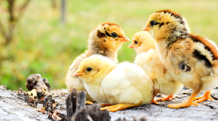 Sex-Link Chicks (Autosexable): Cómo crear cruces para saber el sexo al nacer por color