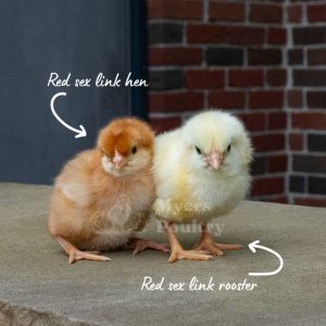 Sex-Link Chicks (Autosexable): Cómo crear cruces para saber el sexo al nacer por color