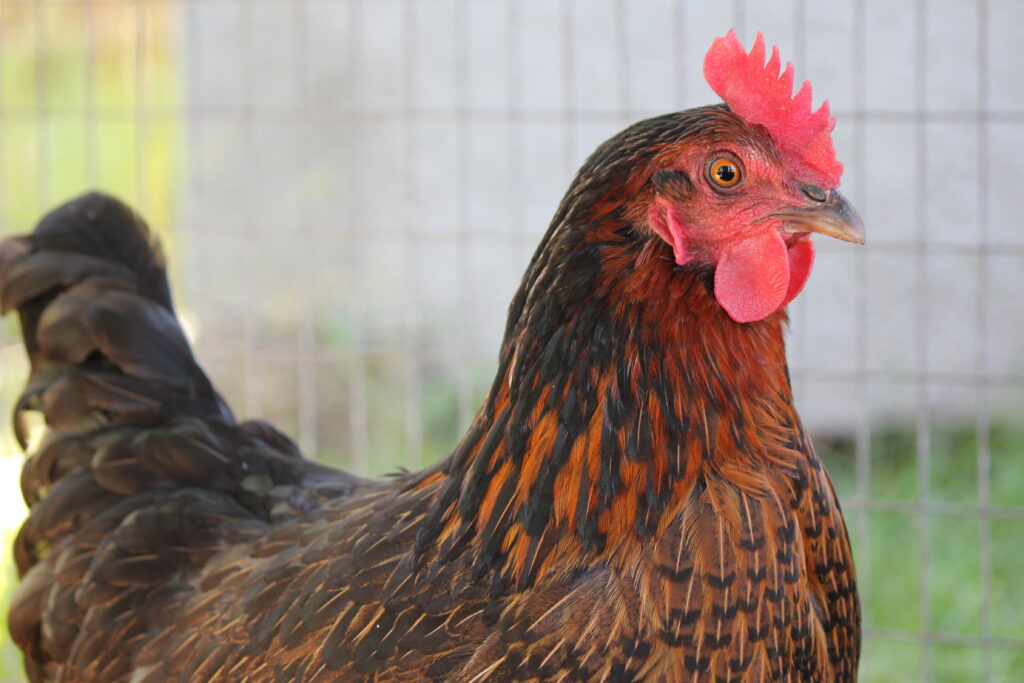 ¿Por qué el gallo baila alrededor de la gallina?