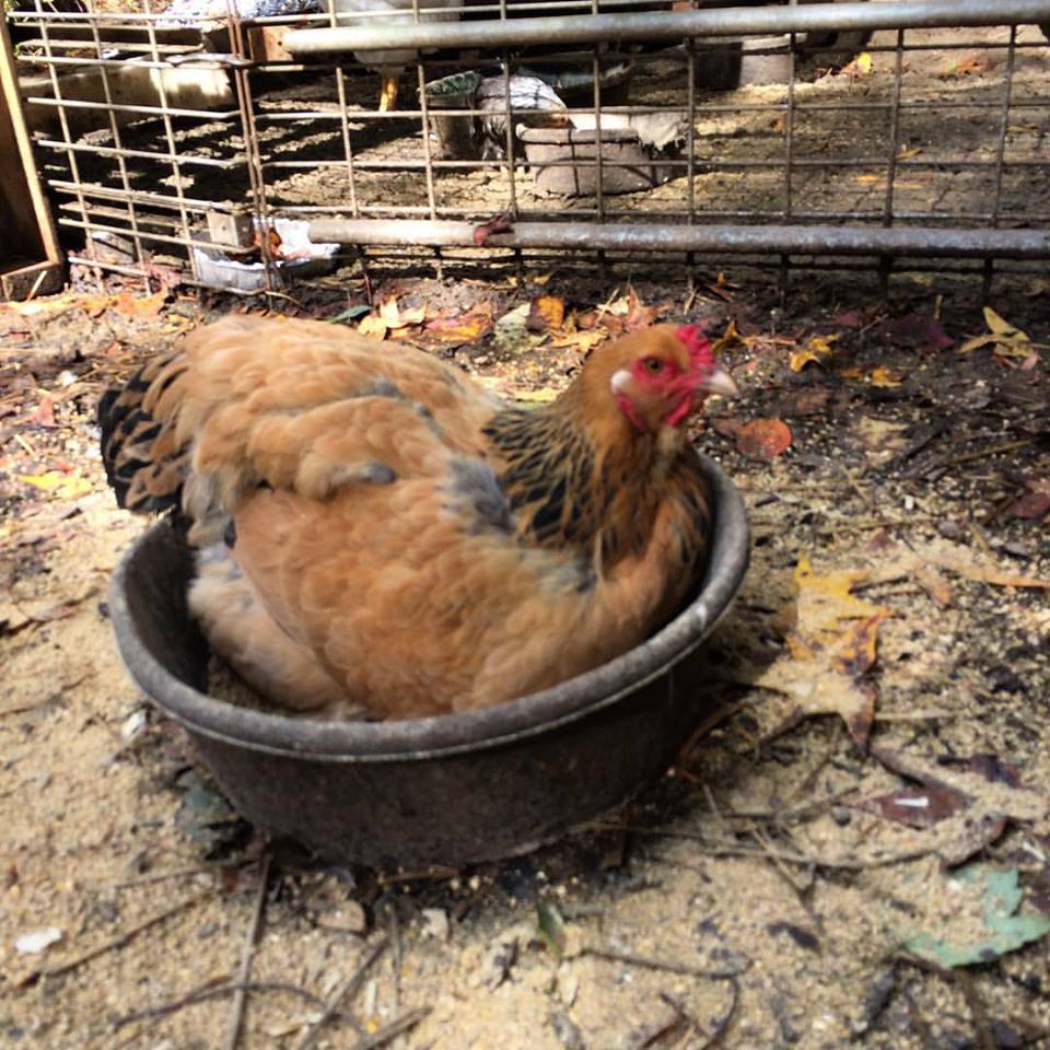 ¿Por qué las gallinas se bañan en tierra? La razón higiénica detrás de este comportamiento 6 ¿Por qué las gallinas se bañan en tierra?