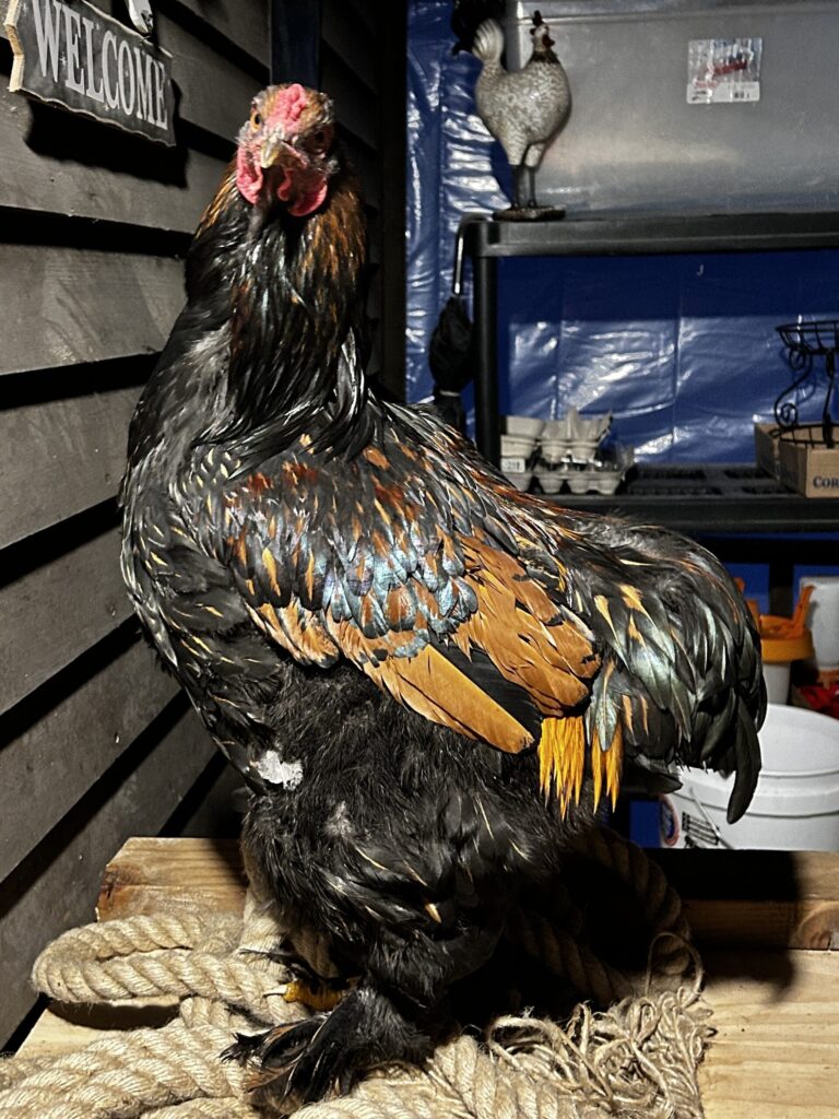 Por qué mi gallo no pisa a las gallinas: Causas físicas y de jerarquía - Guía completa 7 Por qué mi gallo no pisa las gallinas: Causas físicas y de jerarquía - Guía completa