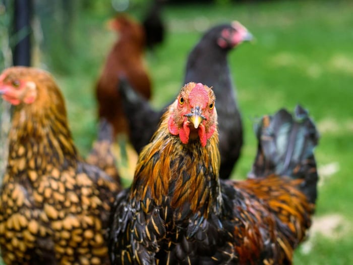 Por qué mi gallo no pisa a las gallinas: Causas físicas y de jerarquía - Guía completa 8 Por qué mi gallo no pisa las gallinas: Causas físicas y de jerarquía - Guía completa