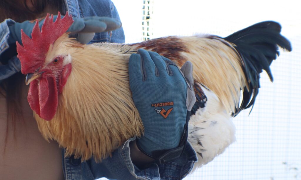 Por qué mi gallo no pisa a las gallinas: Causas físicas y de jerarquía - Guía completa 9 Por qué mi gallo no pisa las gallinas: Causas físicas y de jerarquía - Guía completa