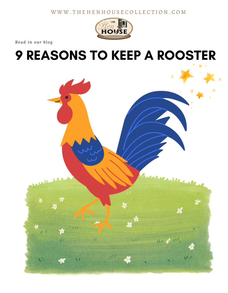 ¿Por qué mi gallo no pisa a las gallinas?