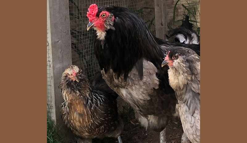 ¿Por qué las gallinas mueren repentinamente?