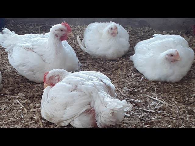 ¿Por qué las gallinas mueren repentinamente?