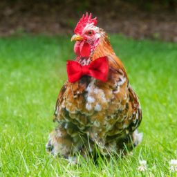 ¿Por qué las gallinas mueren repentinamente?